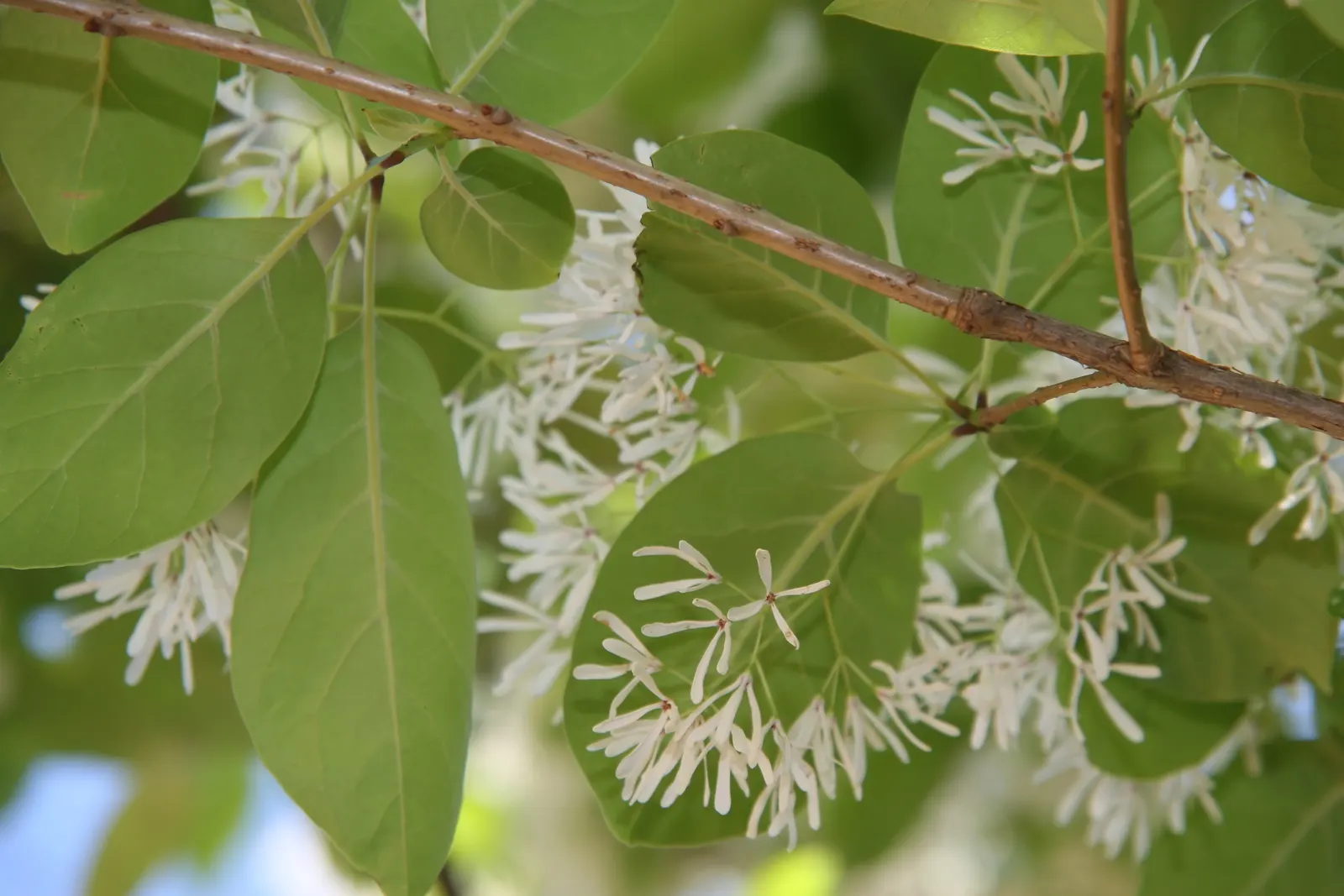 Fringe Tree (Chionanthus Virginicus) — tree for full or half; with its easy-going nature and exceptional beauty