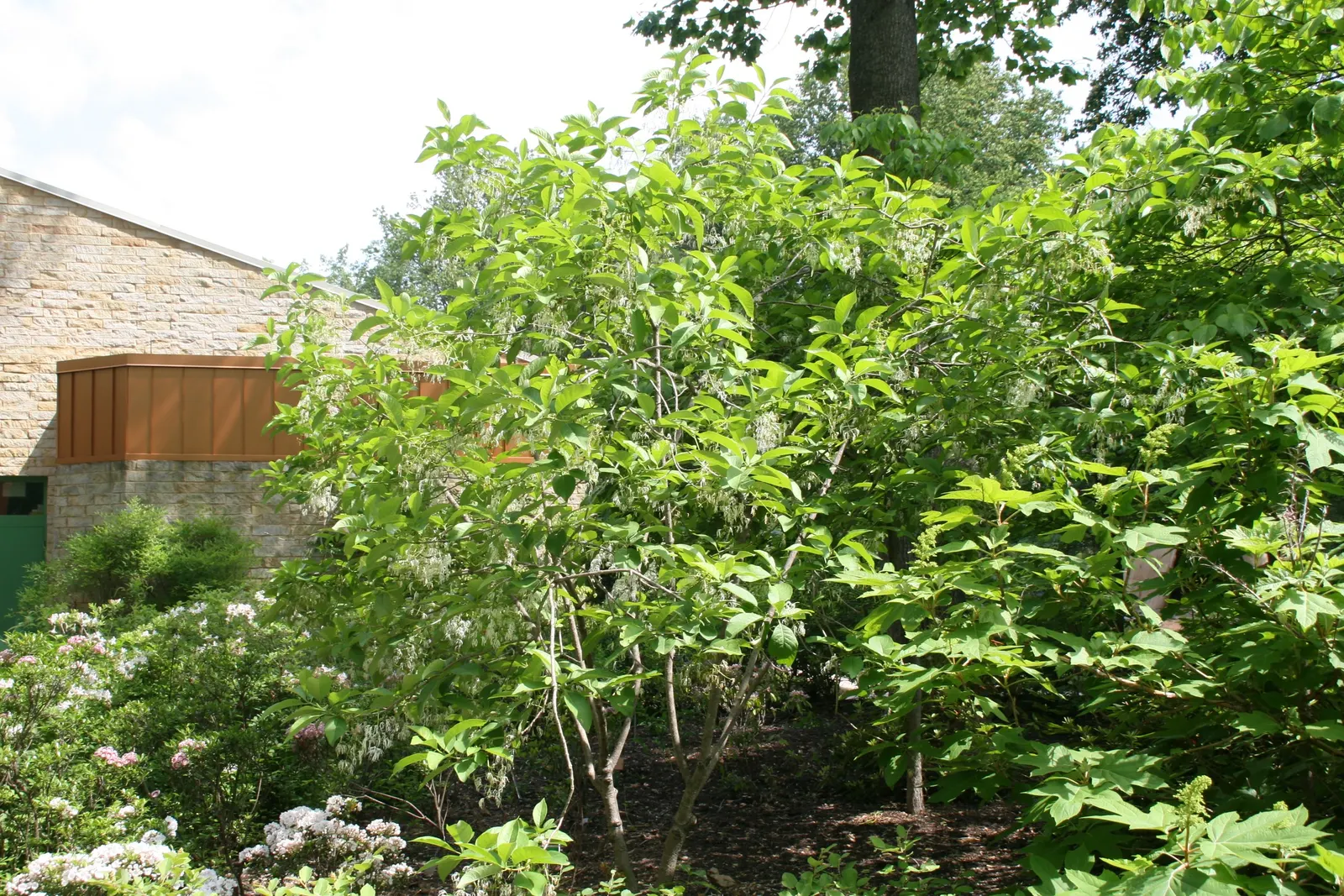 Fringe Tree (Chionanthus Virginicus) — It thrives in full sun to partial shade and is hardy in USDA zones 3-9; tree for full or half, image 75