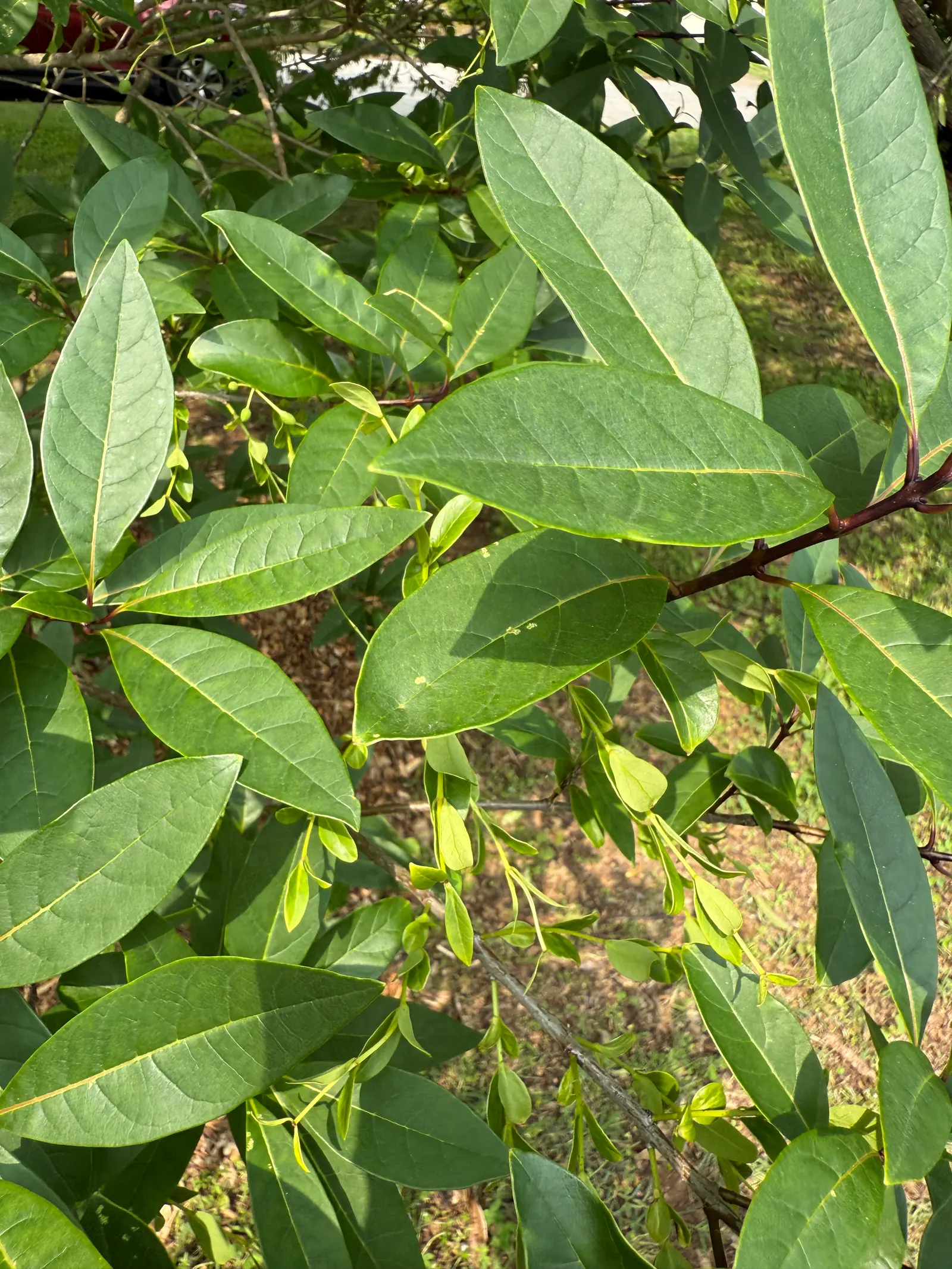 Fringe Tree (Chionanthus Virginicus) — offering food for birds and extending its seasonal interest; fringe-like petals that cascade from its branches