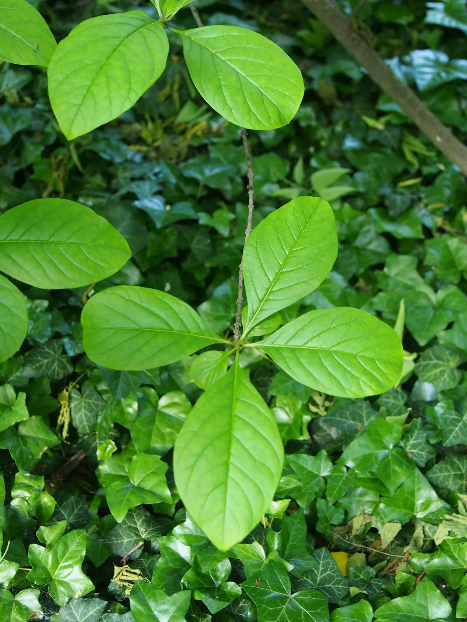 Fringe Tree (Chionanthus Virginicus) — tree with white blooms; minimal pruning is required