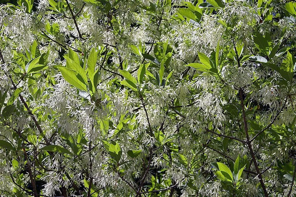 Fringe Tree (Chionanthus Virginicus) — It thrives in full sun to partial shade and is hardy in USDA zones 3-9; tree for full or half, image 133