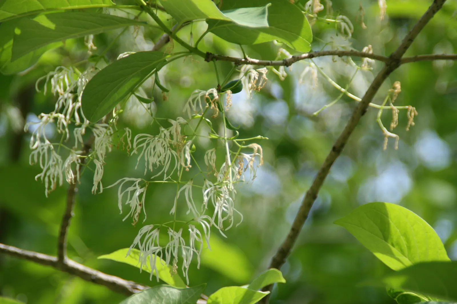 Fringe Tree (Chionanthus Virginicus) — Minimal pruning is required; allowing it to fit into diverse landscape settings.<br><br>Featuring a rounded, image 135