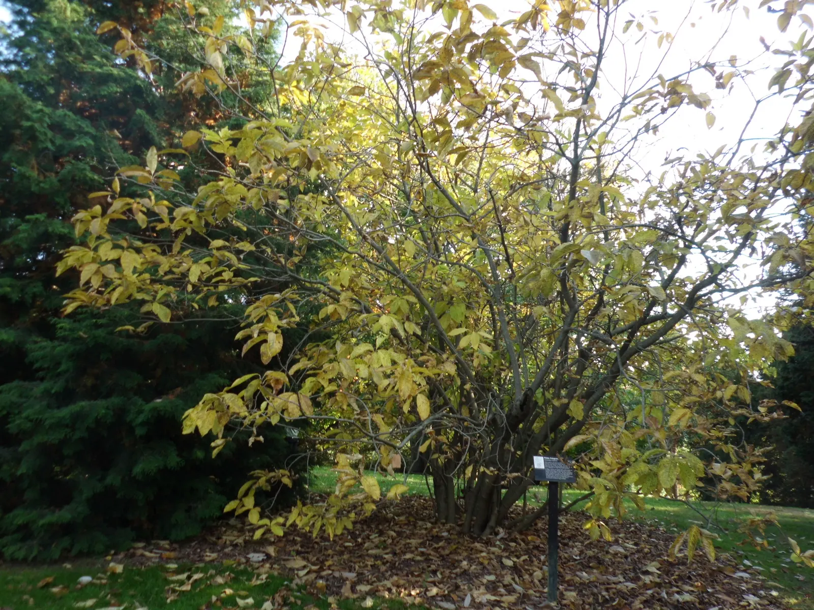 Fringe Tree (Chionanthus Virginicus) — Minimal pruning is required; allowing it to fit into diverse landscape settings.<br><br>Featuring a rounded, image 77