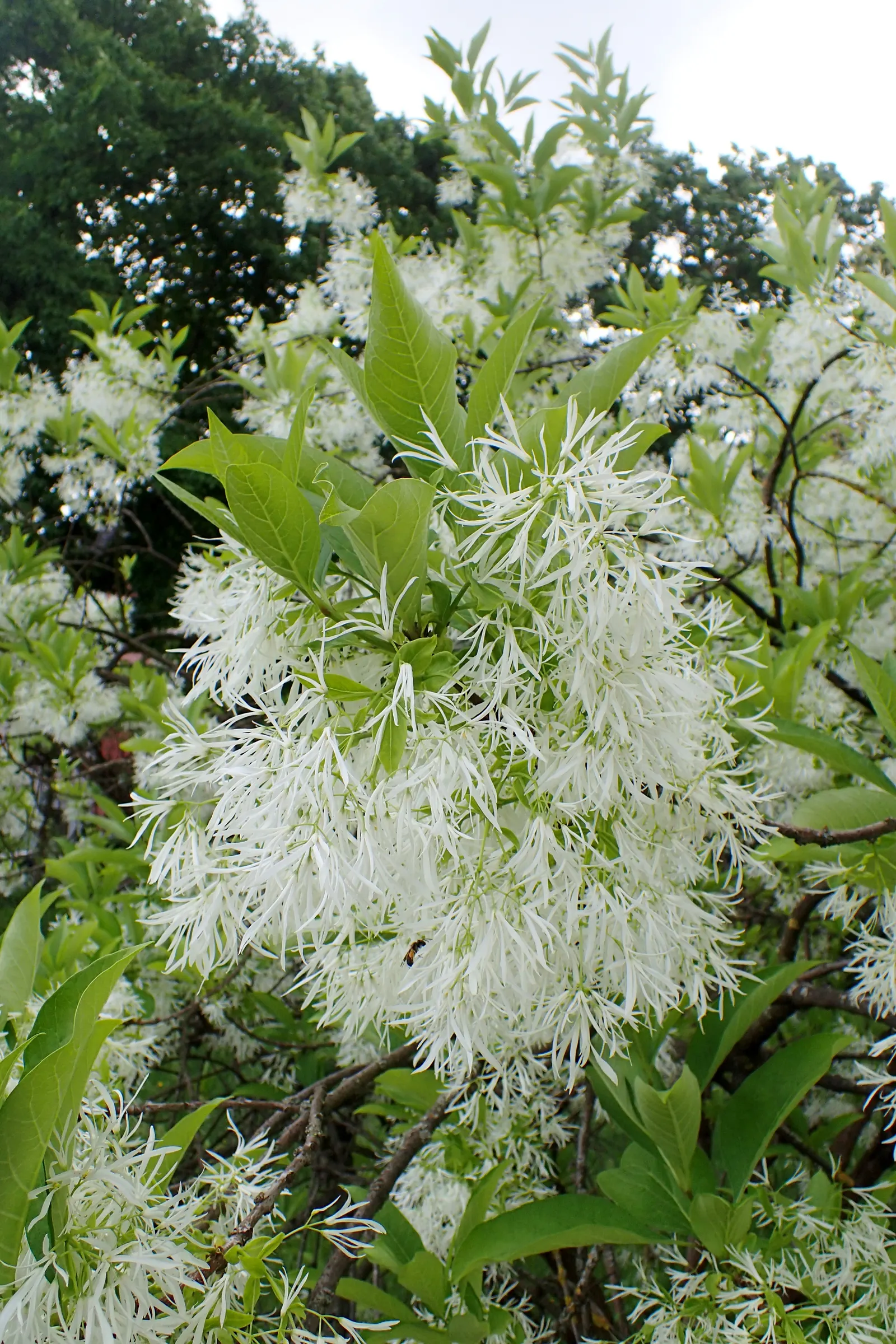 Fringe Tree (Chionanthus Virginicus) — offering food for birds and extending its seasonal interest; fringe-like petals that cascade from its, image 111