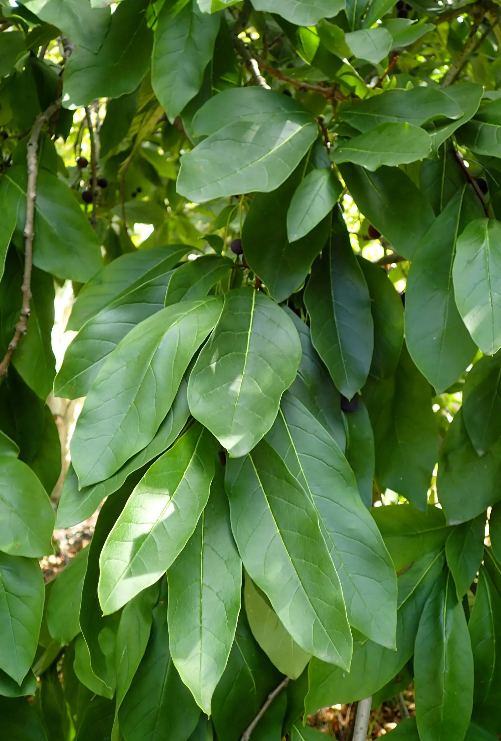 Fringe Tree (Chionanthus Virginicus) — commonly known as Fringe Tree; white flowers that bloom in spring, image 59