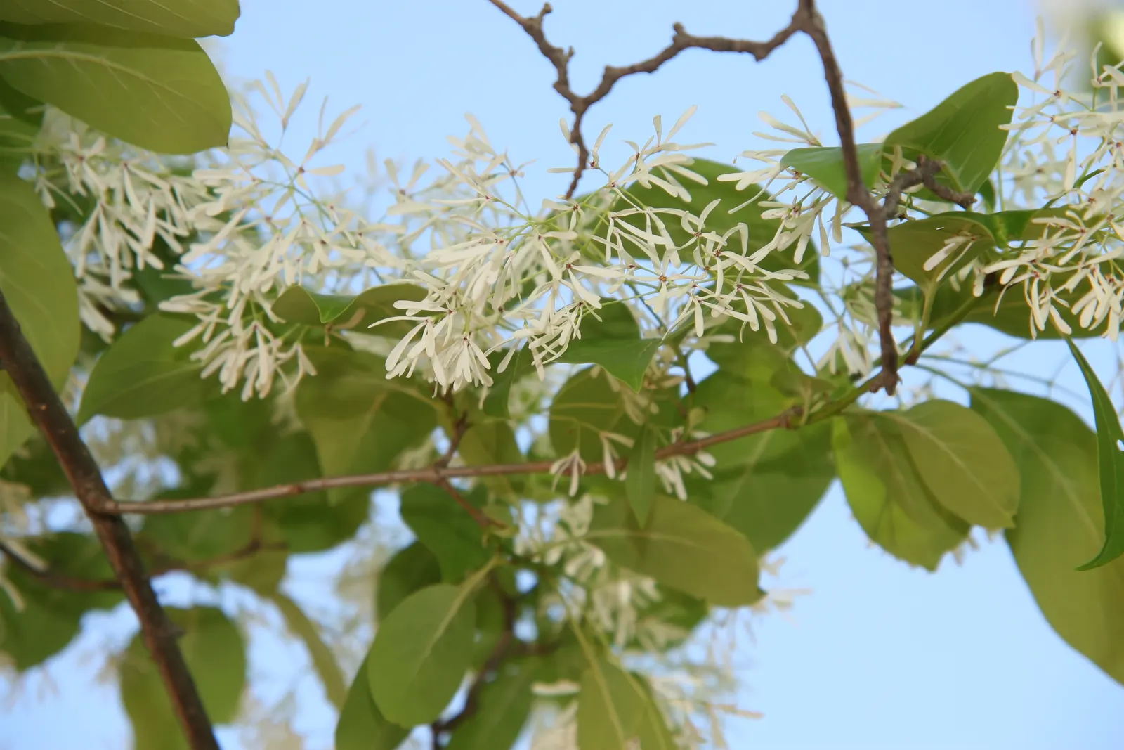 Fringe Tree (Chionanthus Virginicus) — white flowers that bloom in spring; the deep green leaves turn to a charming yellow in the autumn, image 91