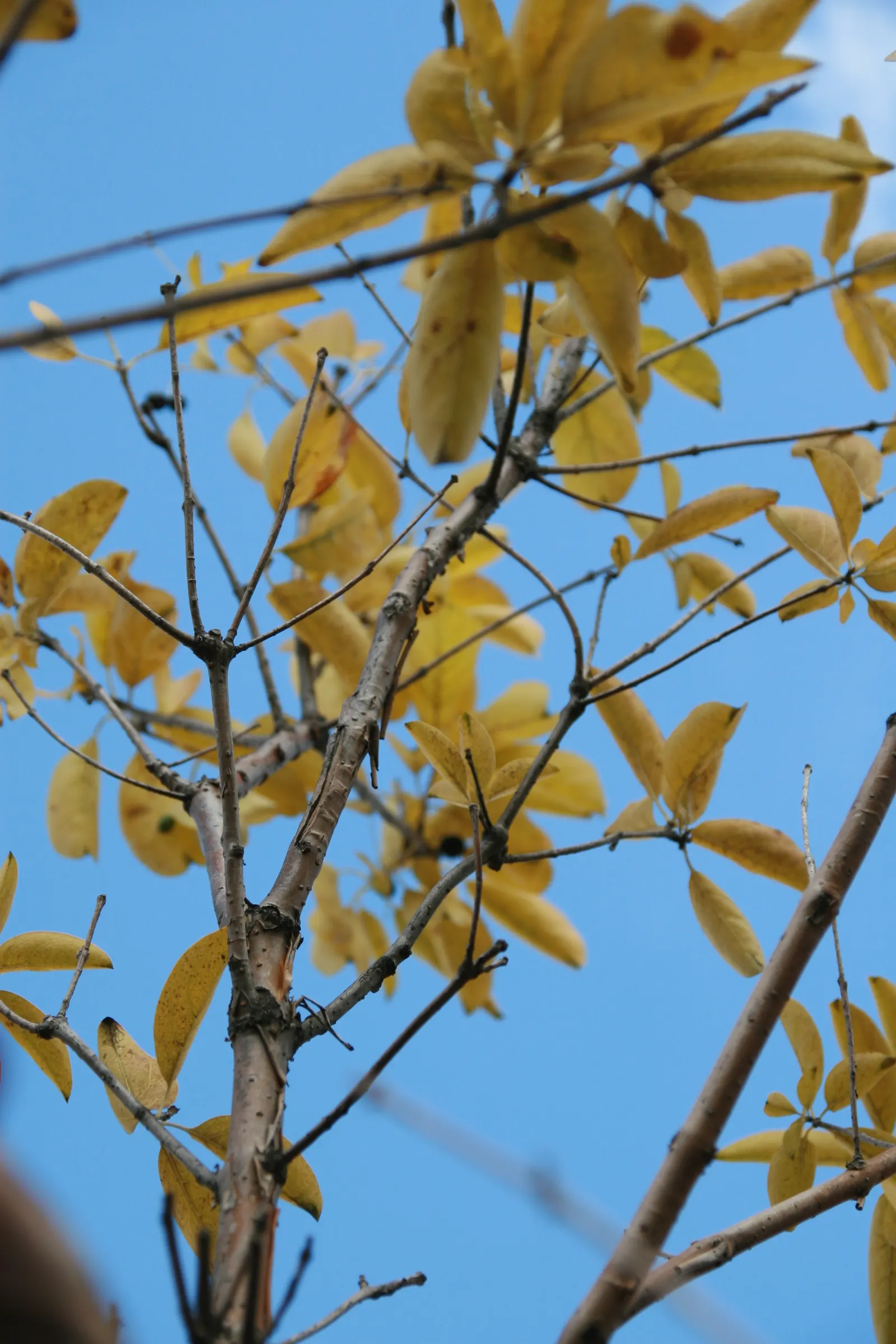 Fringe Tree (Chionanthus Virginicus) — scientifically known as Chionanthus virginicus; offering food for birds and extending its seasonal interest, image 66
