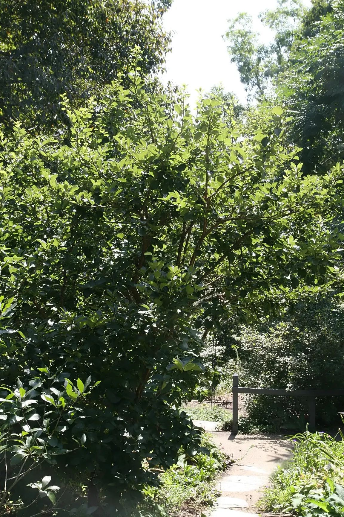 Fringe Tree (Chionanthus Virginicus) — allowing it to fit into diverse landscape settings.<br><br>Featuring a rounded