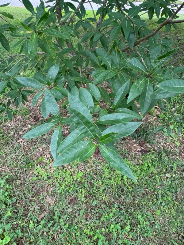 Fringe Tree (Chionanthus Virginicus) — the tree produces bluish-black berries; with a similar spread of 12 to 20 feet, image 139