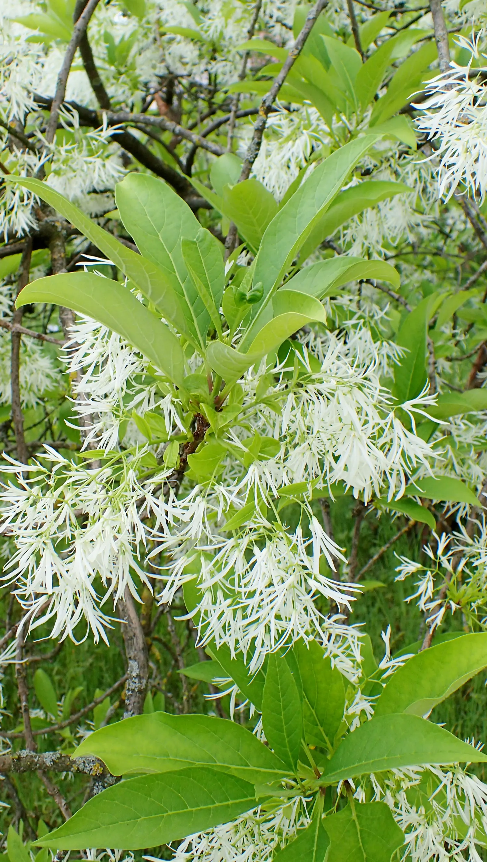 Fringe Tree (Chionanthus Virginicus) — white flowers that bloom in spring; the deep green leaves turn to a charming yellow in the autumn