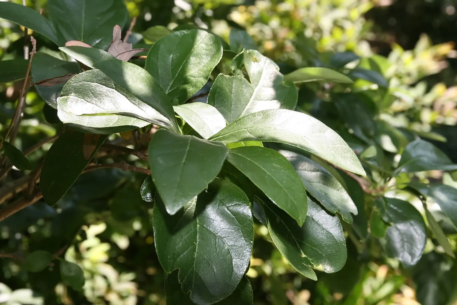 Fringe Tree (Chionanthus Virginicus) — showcasing considerable cold and heat tolerance once established; a low-maintenance addition, providing a, image 76