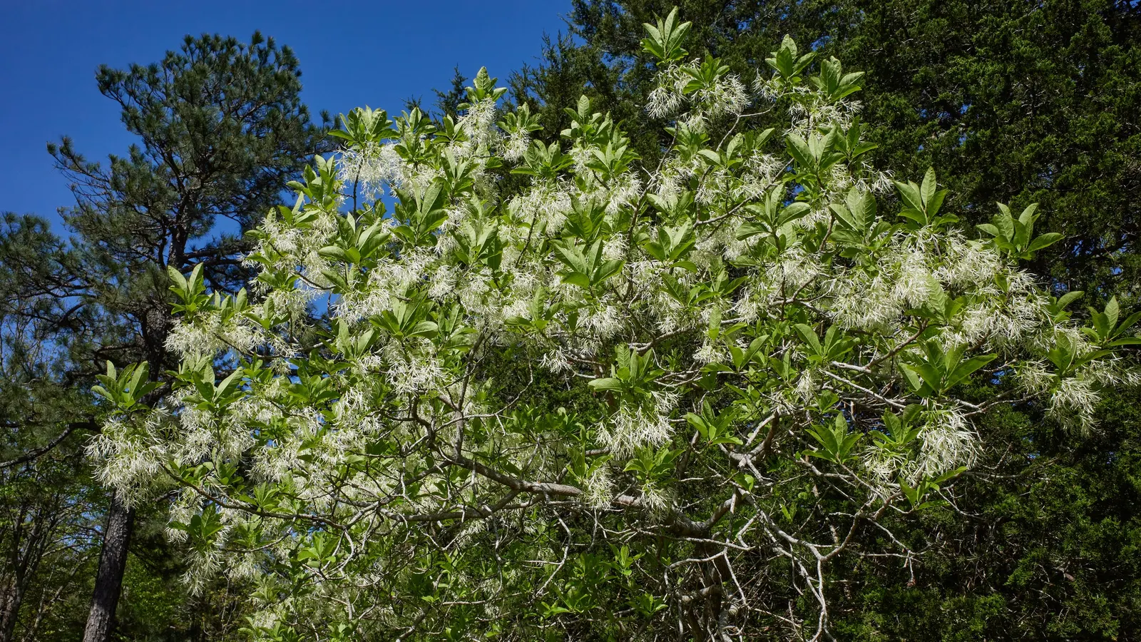 Fringe Tree (Chionanthus Virginicus) — white flowers that bloom in spring