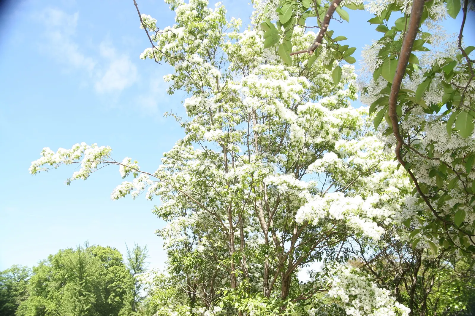 Fringe Tree (Chionanthus Virginicus) — is a deciduous shrub or small tree; native to the Eastern United States, image 118