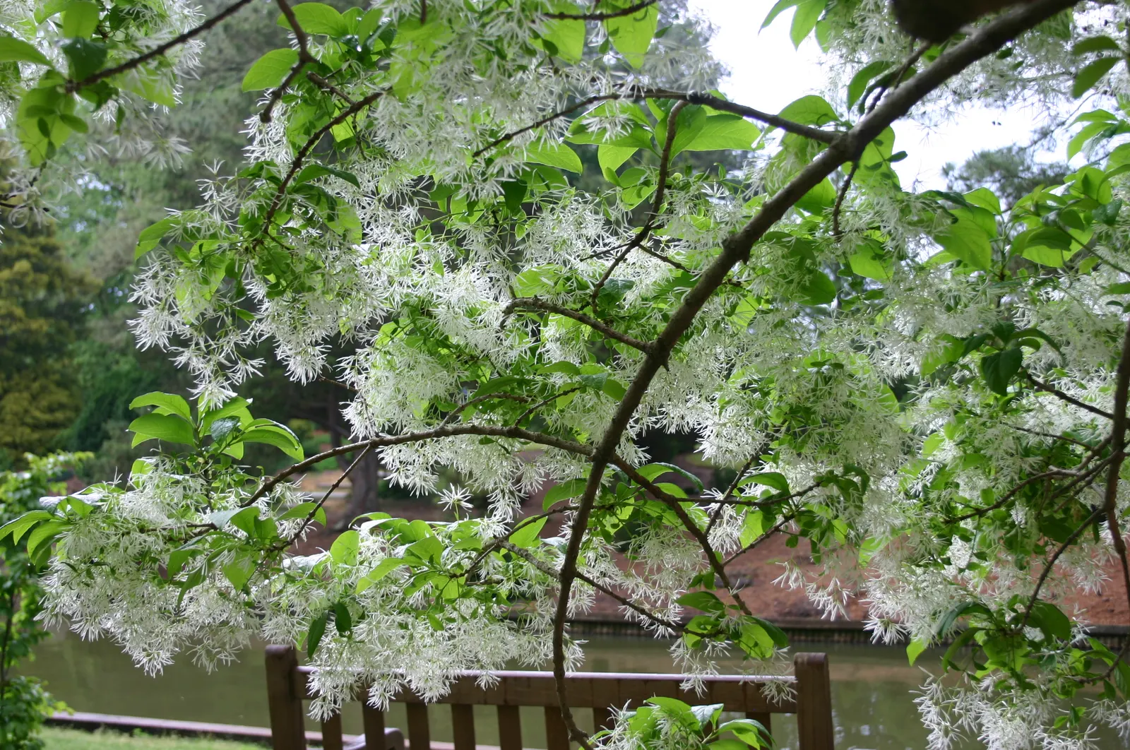 Fringe Tree (Chionanthus Virginicus) — white flowers that bloom in spring; the deep green leaves turn to a charming yellow in the autumn, image 62