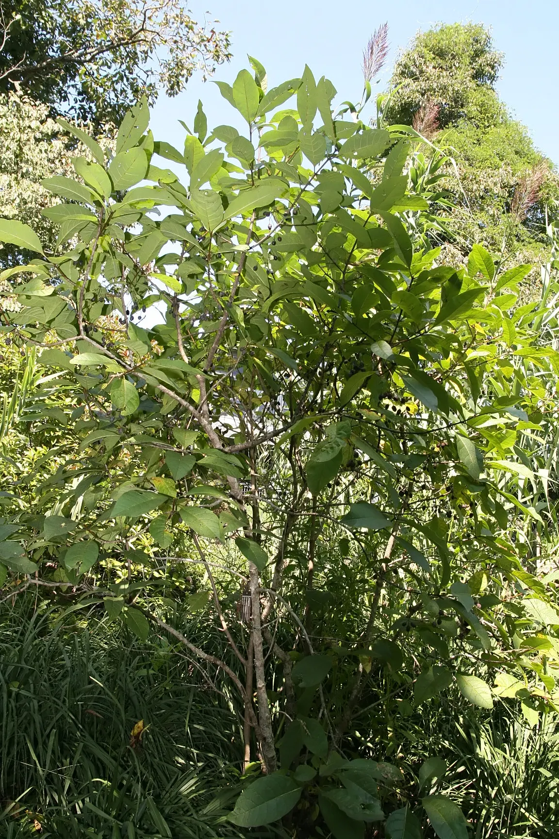 Fringe Tree (Chionanthus Virginicus) — this deciduous ornamental tree reaches a mature height of approximately 12 to 20 feet; the tree produces, image 128