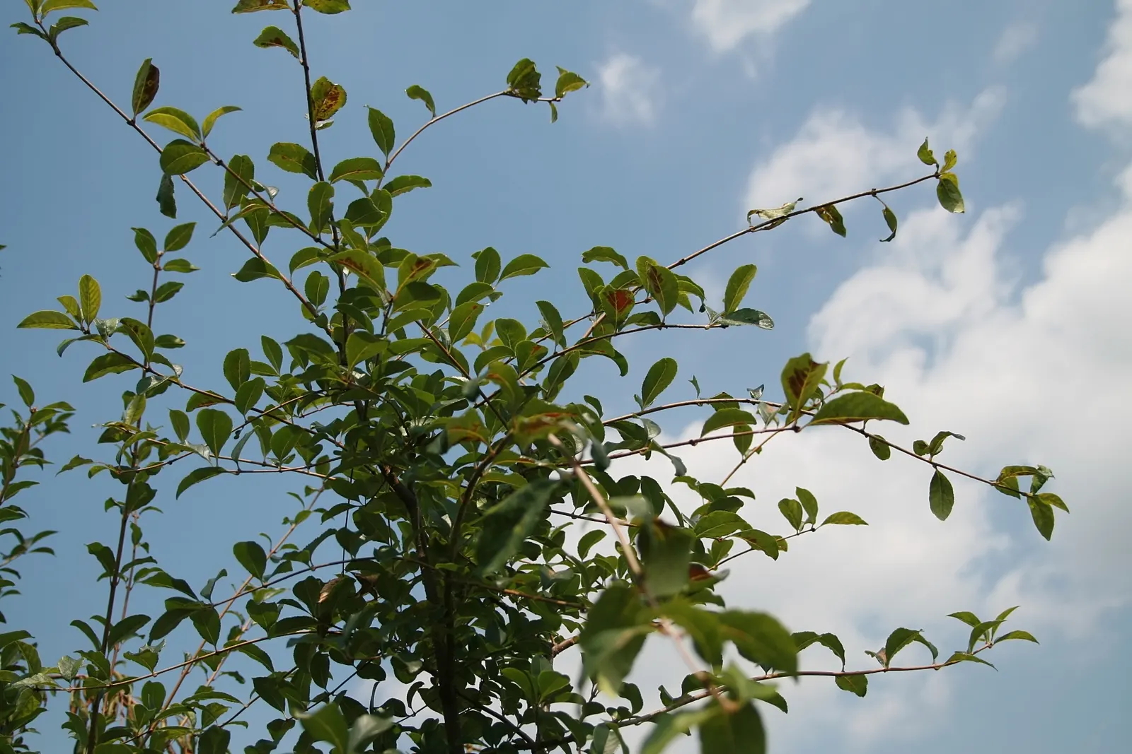 Fringe Tree (Chionanthus Virginicus) — the tree produces bluish-black berries; with a similar spread of 12 to 20 feet, image 110