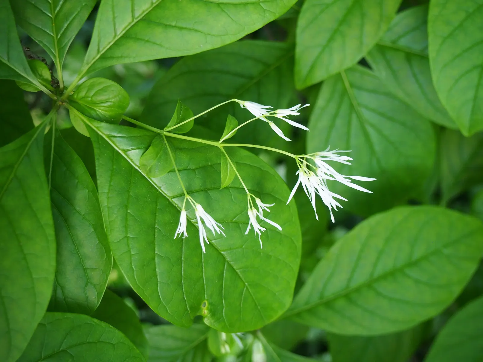 Fringe Tree (Chionanthus Virginicus) — with its easy-going nature and exceptional beauty; it has lance-shaped leaves turning yellow in fall, image 113