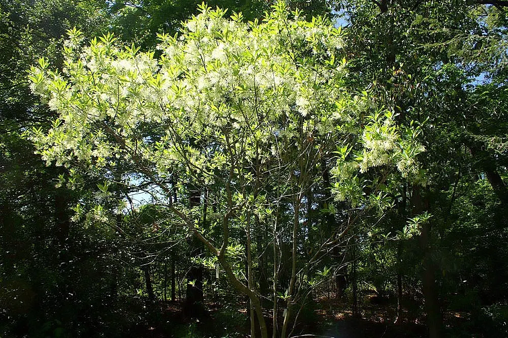 Fringe Tree (Chionanthus Virginicus) — reaching 12-20 feet in height with a similar spread; showcasing considerable cold and heat tolerance once, image 61