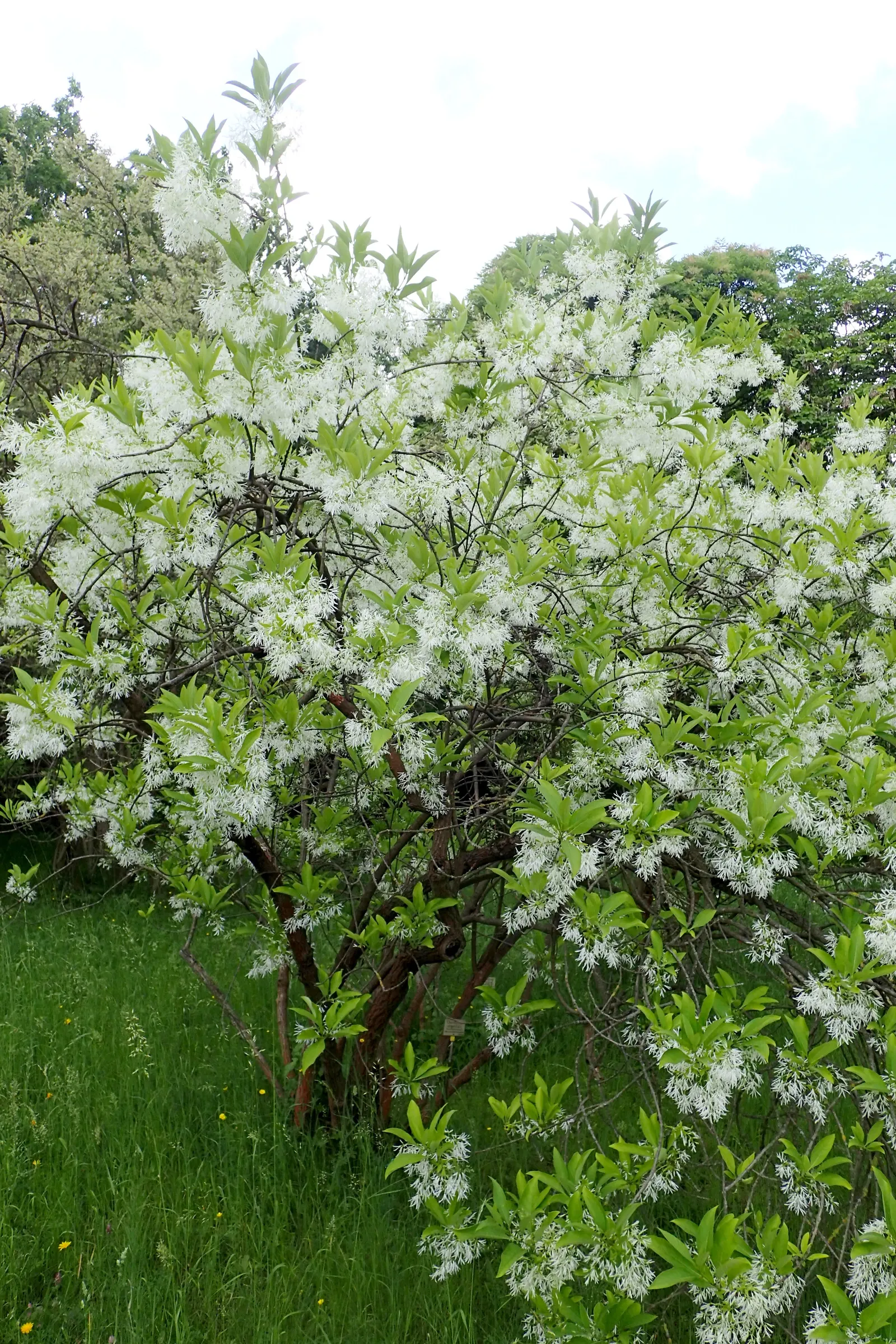 Fringe Tree (Chionanthus Virginicus) — reaching 12-20 feet in height with a similar spread; showcasing considerable cold and heat tolerance once, image 90