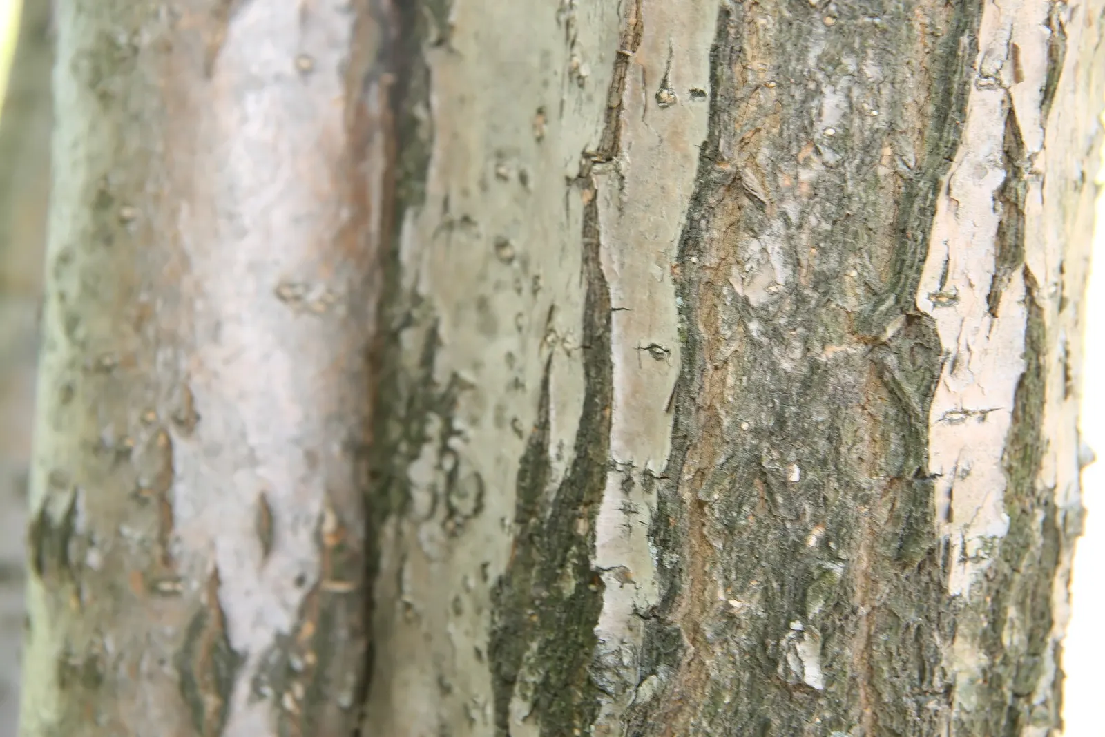 Fringe Tree (Chionanthus Virginicus) — the Fringe Tree is adaptable to various soil types, image 102