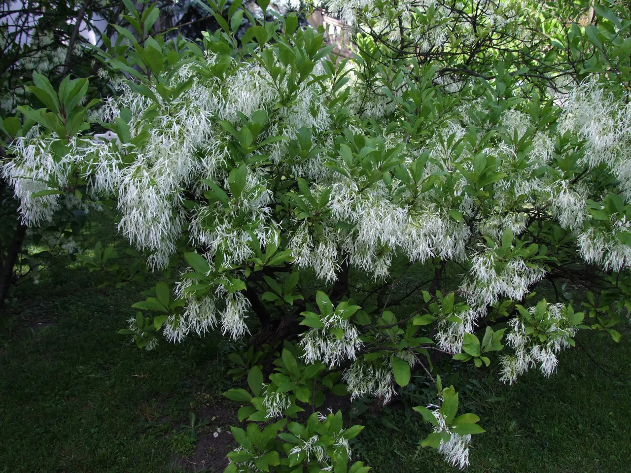 Fringe Tree (Chionanthus Virginicus) — Native to the Eastern United States; provided they are well-drained