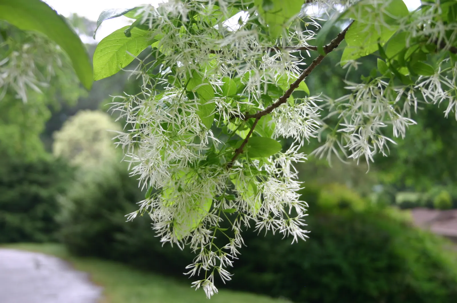 Fringe Tree (Chionanthus Virginicus) — fringe-like petals that cascade from its branches; creating a cloud of white blooms
