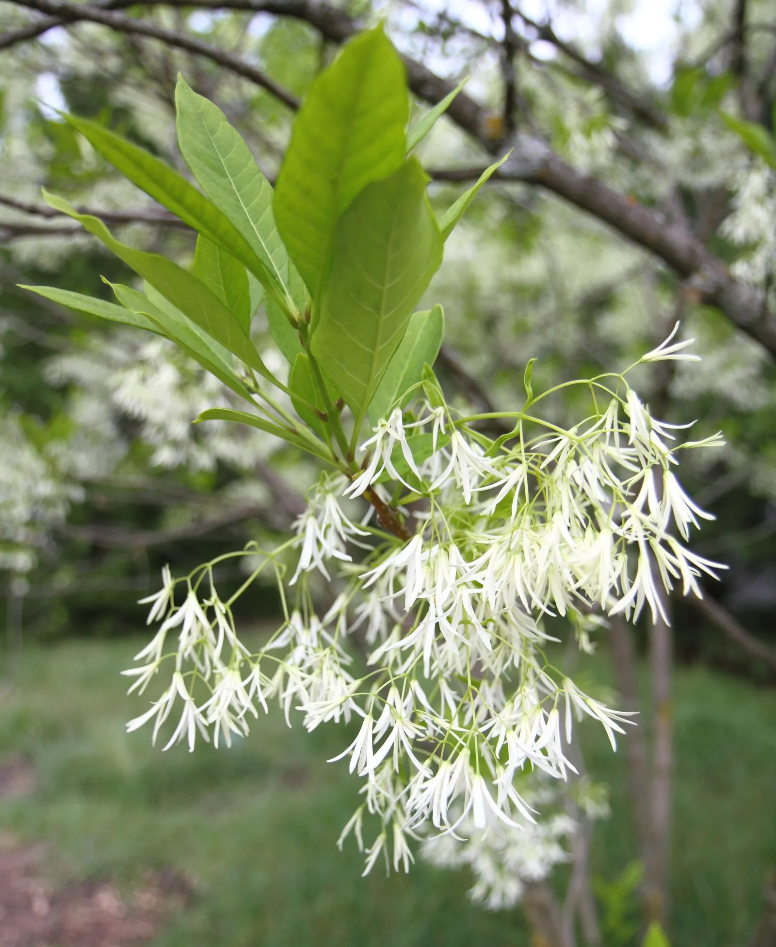 Fringe Tree (Chionanthus Virginicus) — provided they are well-drained; this display is not only visually appealing but also attracts pollinators, image 103