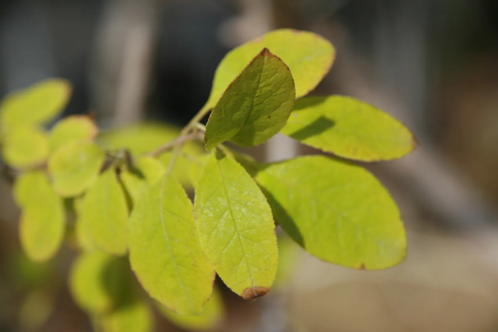Fringe Tree (Chionanthus Virginicus) — fringe-like petals that cascade from its branches
