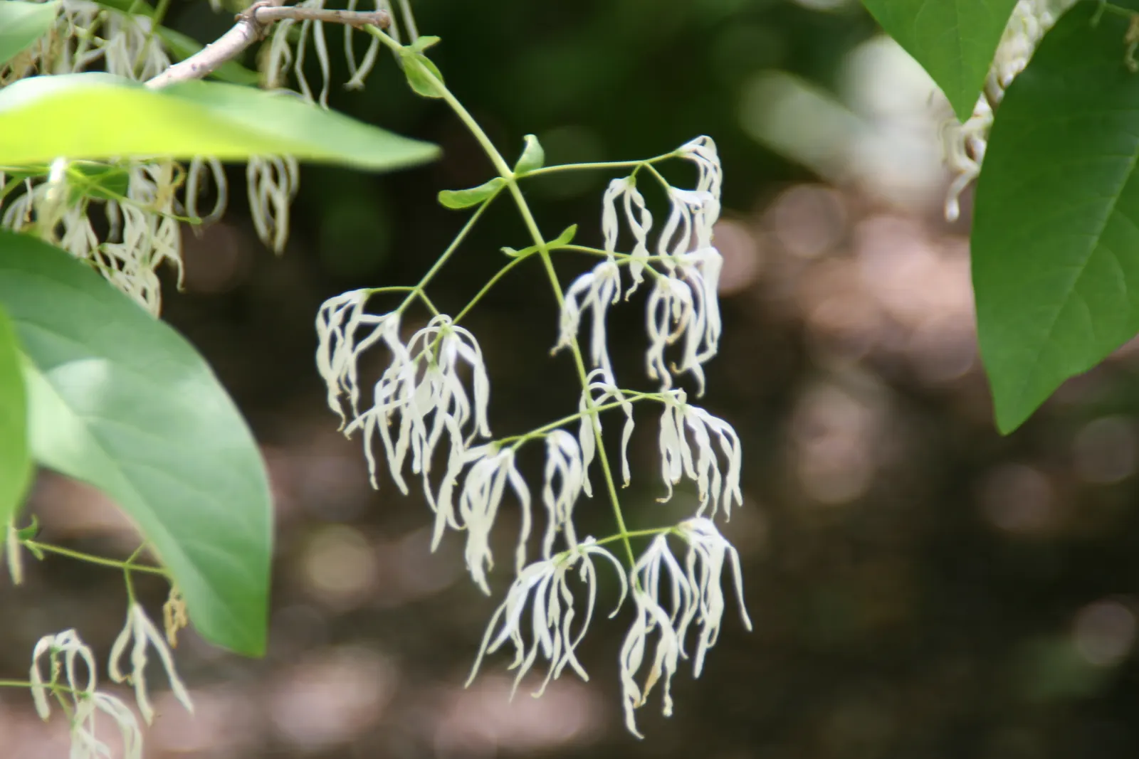 Fringe Tree (Chionanthus Virginicus) — showcasing considerable cold and heat tolerance once established; a low-maintenance addition, providing a striking