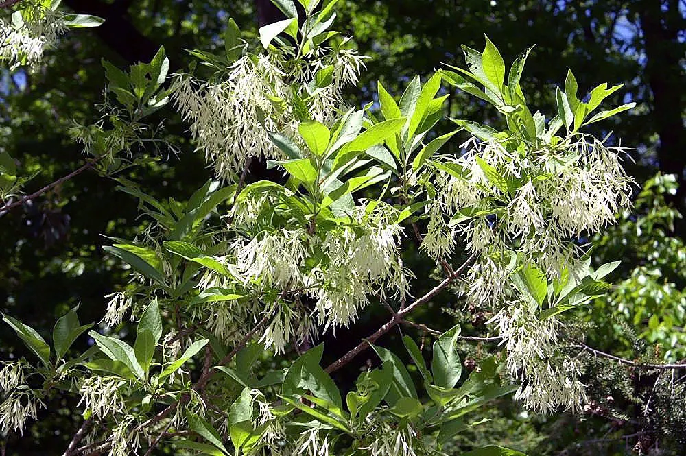 Fringe Tree (Chionanthus Virginicus) — white flowers that bloom in spring; the deep green leaves turn to a charming yellow in the autumn, image 120