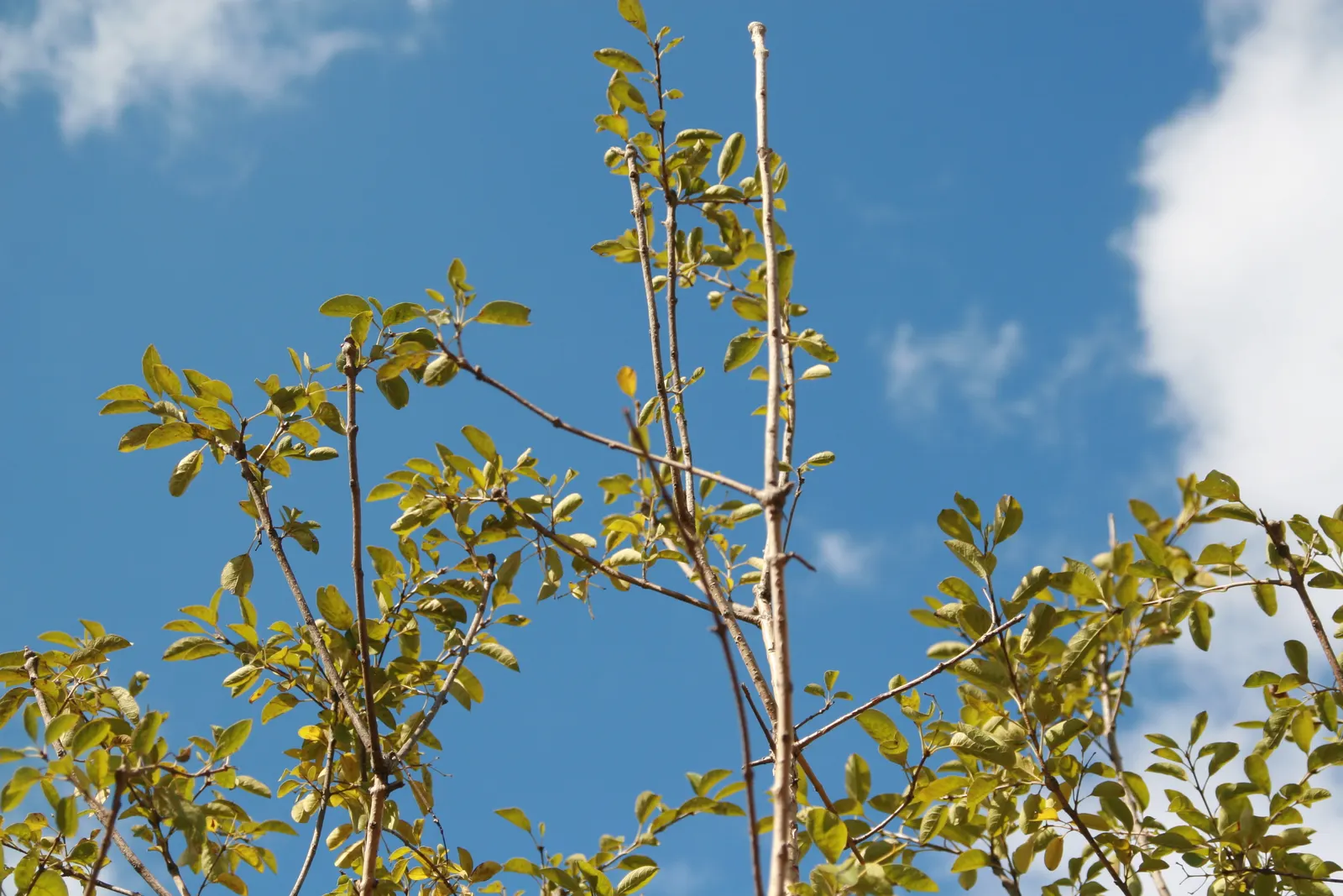 Fringe Tree (Chionanthus Virginicus) — showcasing considerable cold and heat tolerance once established