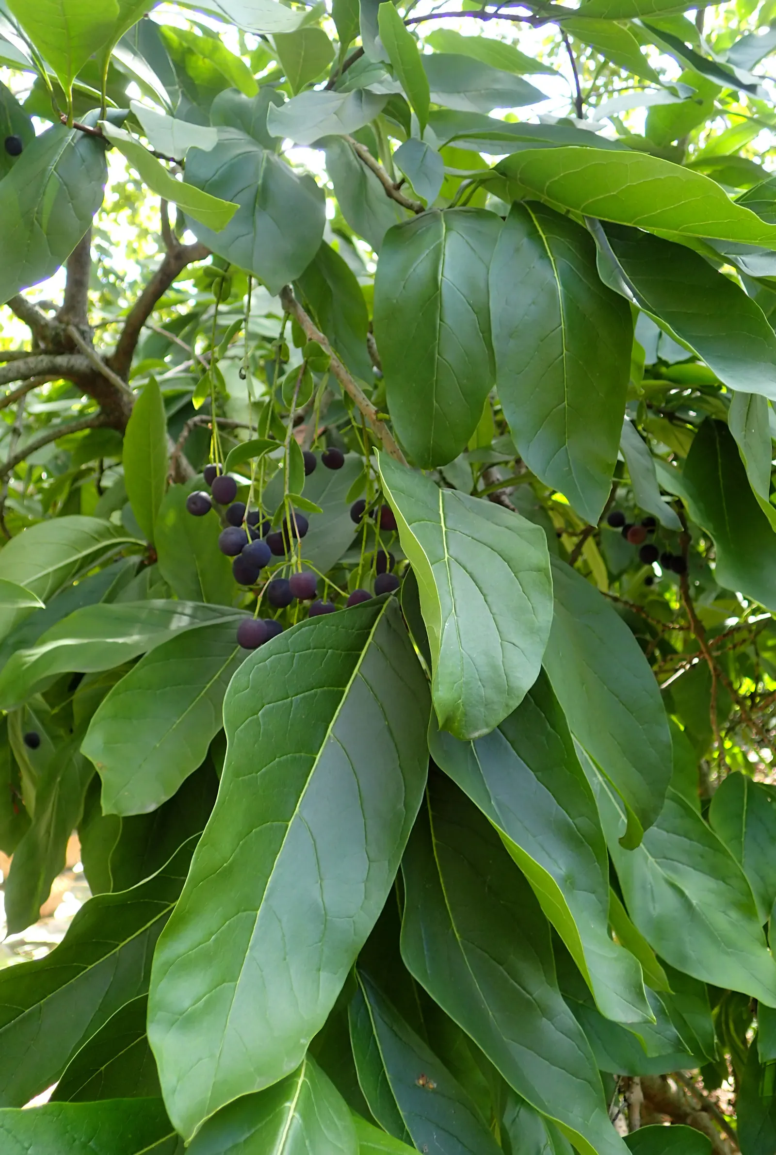 Fringe Tree (Chionanthus Virginicus) — is a deciduous shrub or small tree; native to the Eastern United States