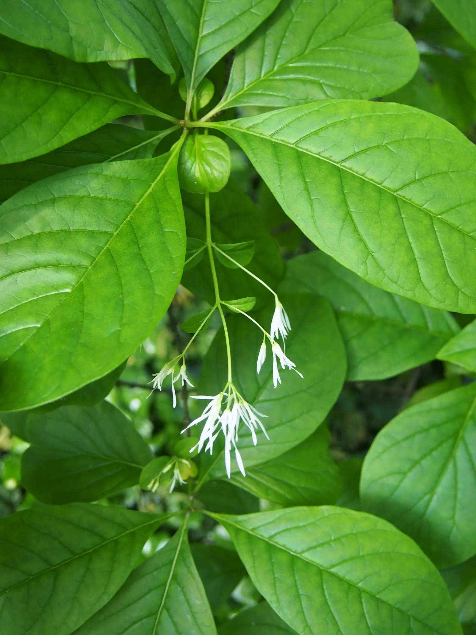 Fringe Tree (Chionanthus Virginicus) — with a similar spread of 12 to 20 feet; commonly known as Fringe Tree, image 71