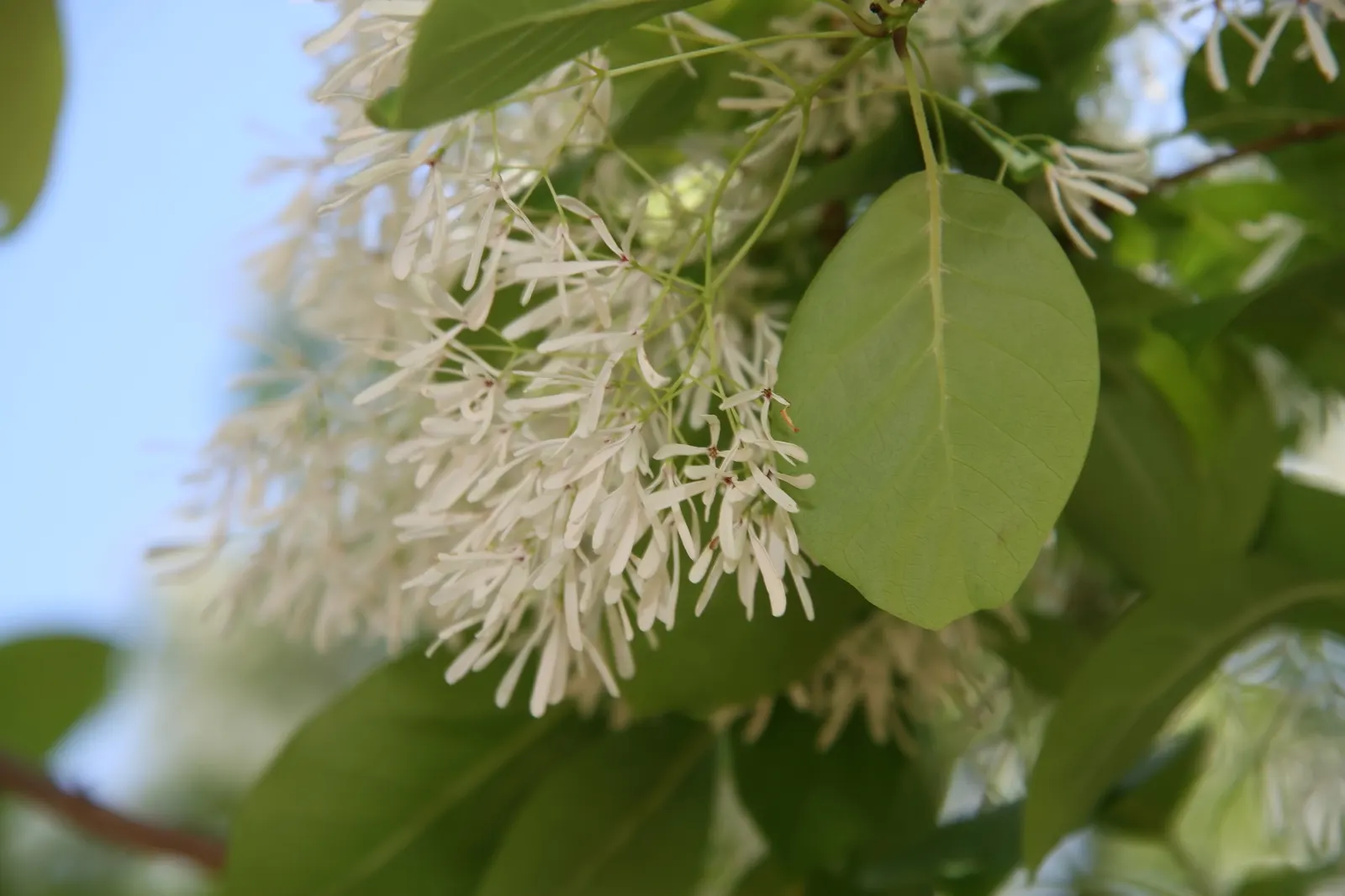 Fringe Tree (Chionanthus Virginicus) — tree for full or half