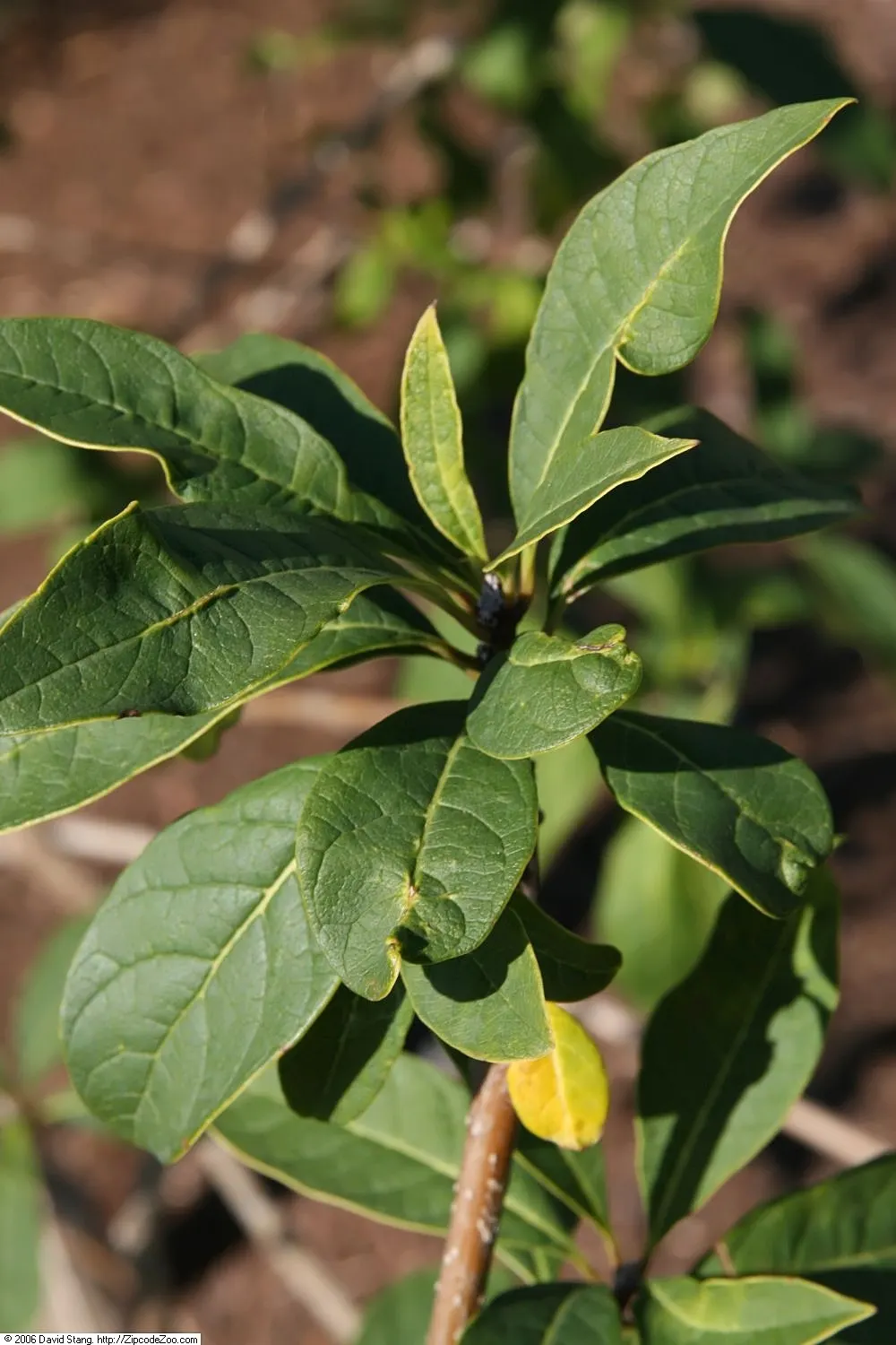 Fringe Tree (Chionanthus Virginicus) — scientifically known as Chionanthus virginicus