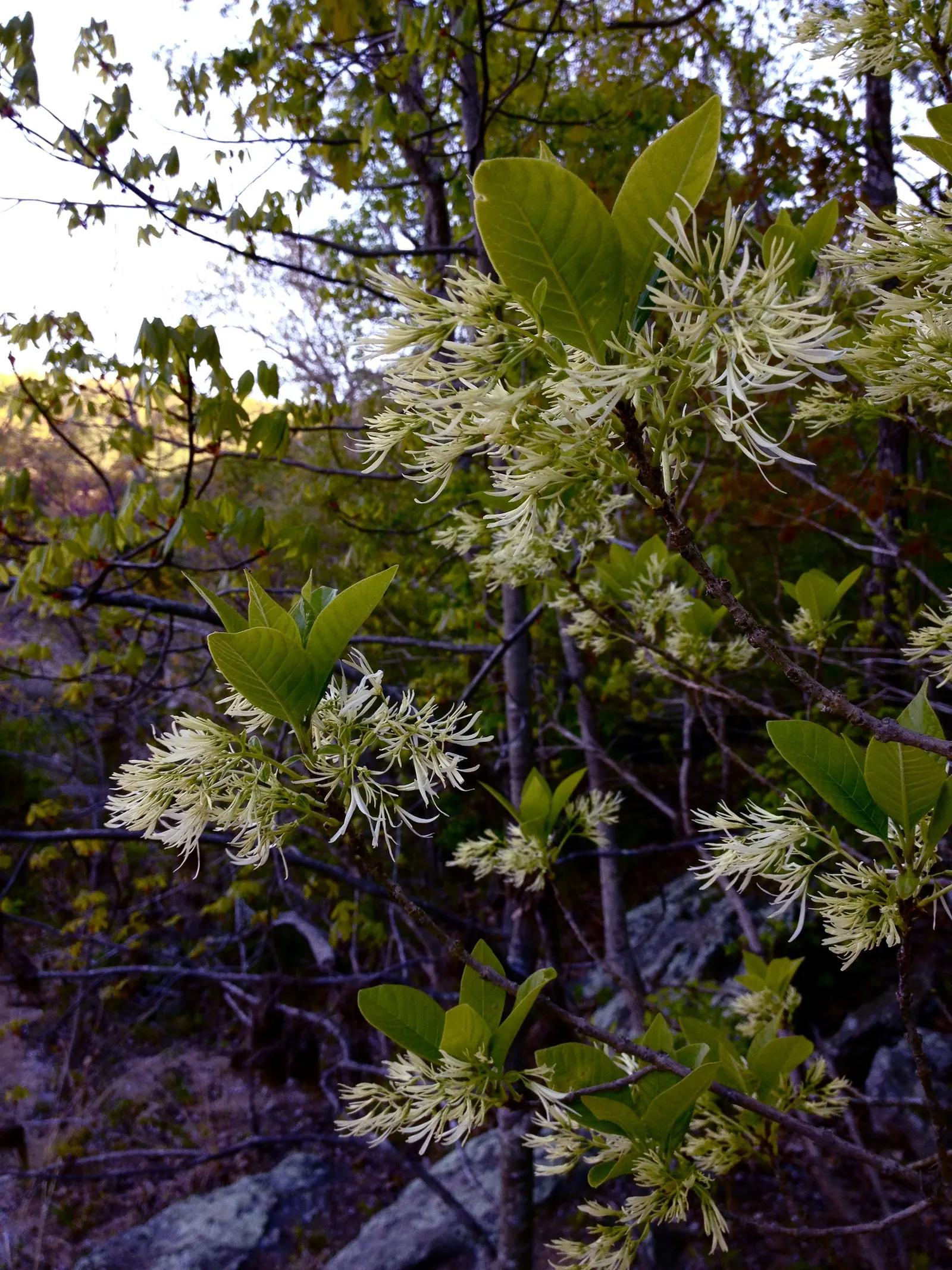 Fringe Tree (Chionanthus Virginicus) — allowing it to fit into diverse landscape settings.<br><br>Featuring a rounded; scientifically known as Chionanthus