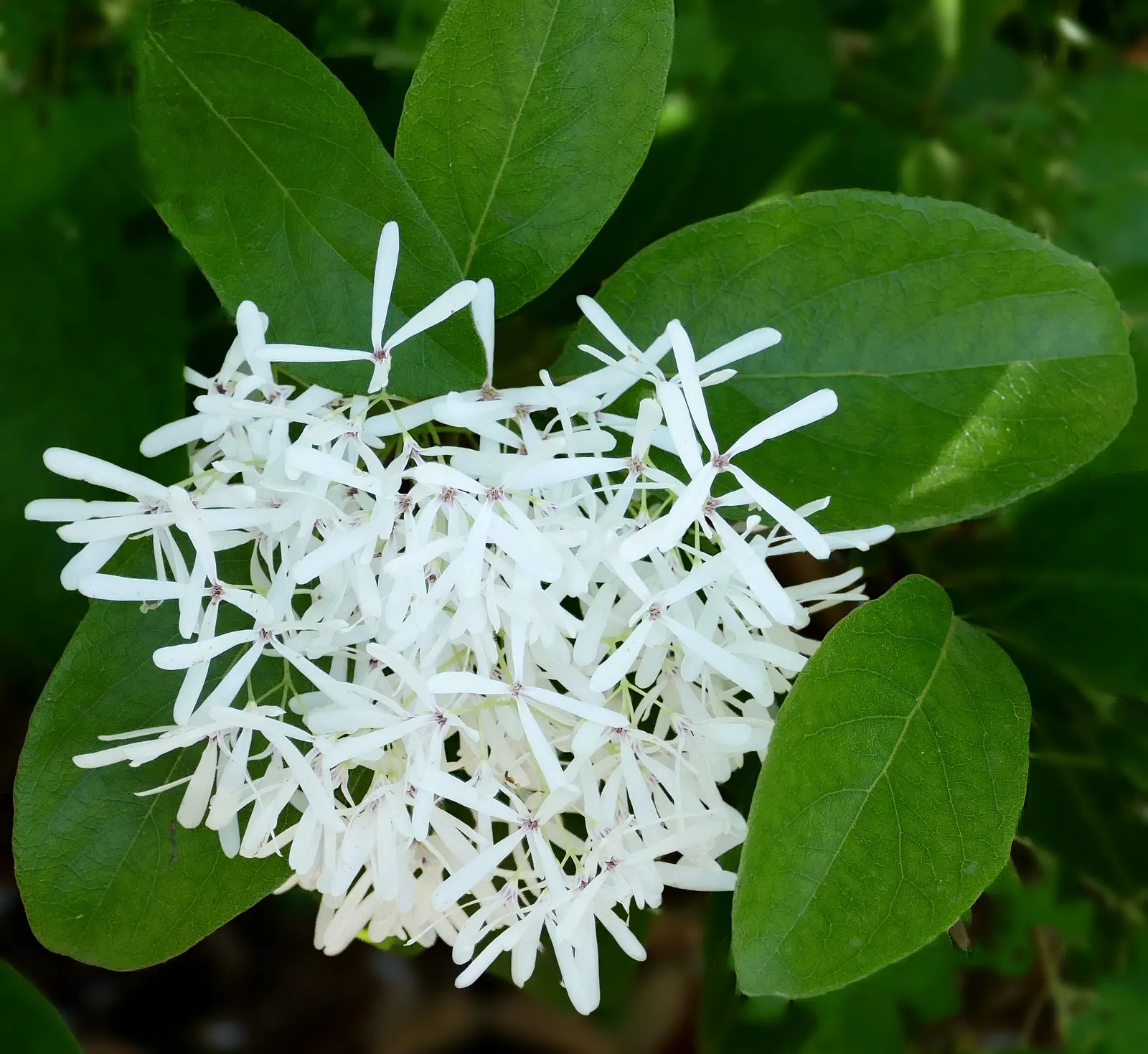 Fringe Tree (Chionanthus Virginicus) — the tree produces bluish-black berries