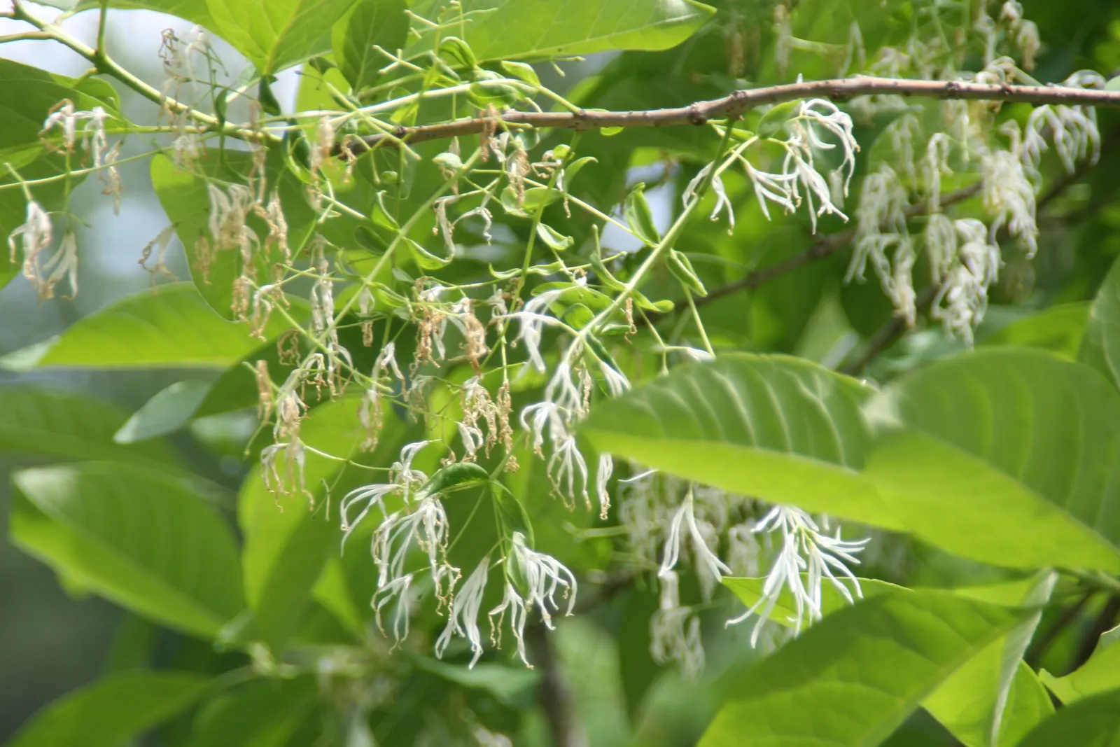 Fringe Tree (Chionanthus Virginicus) — white flowers in the garden; this deciduous ornamental tree reaches a mature height of approximately 12 to, image 85