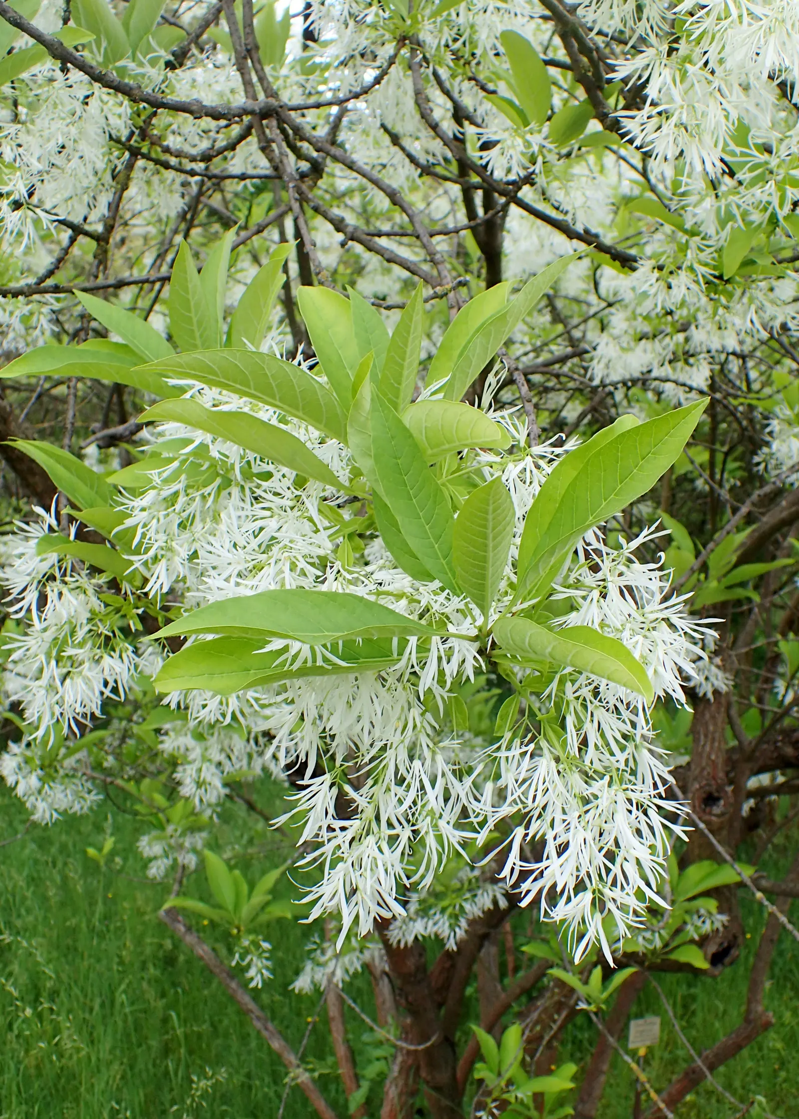 Fringe Tree (Chionanthus Virginicus) — creating a cloud of white blooms