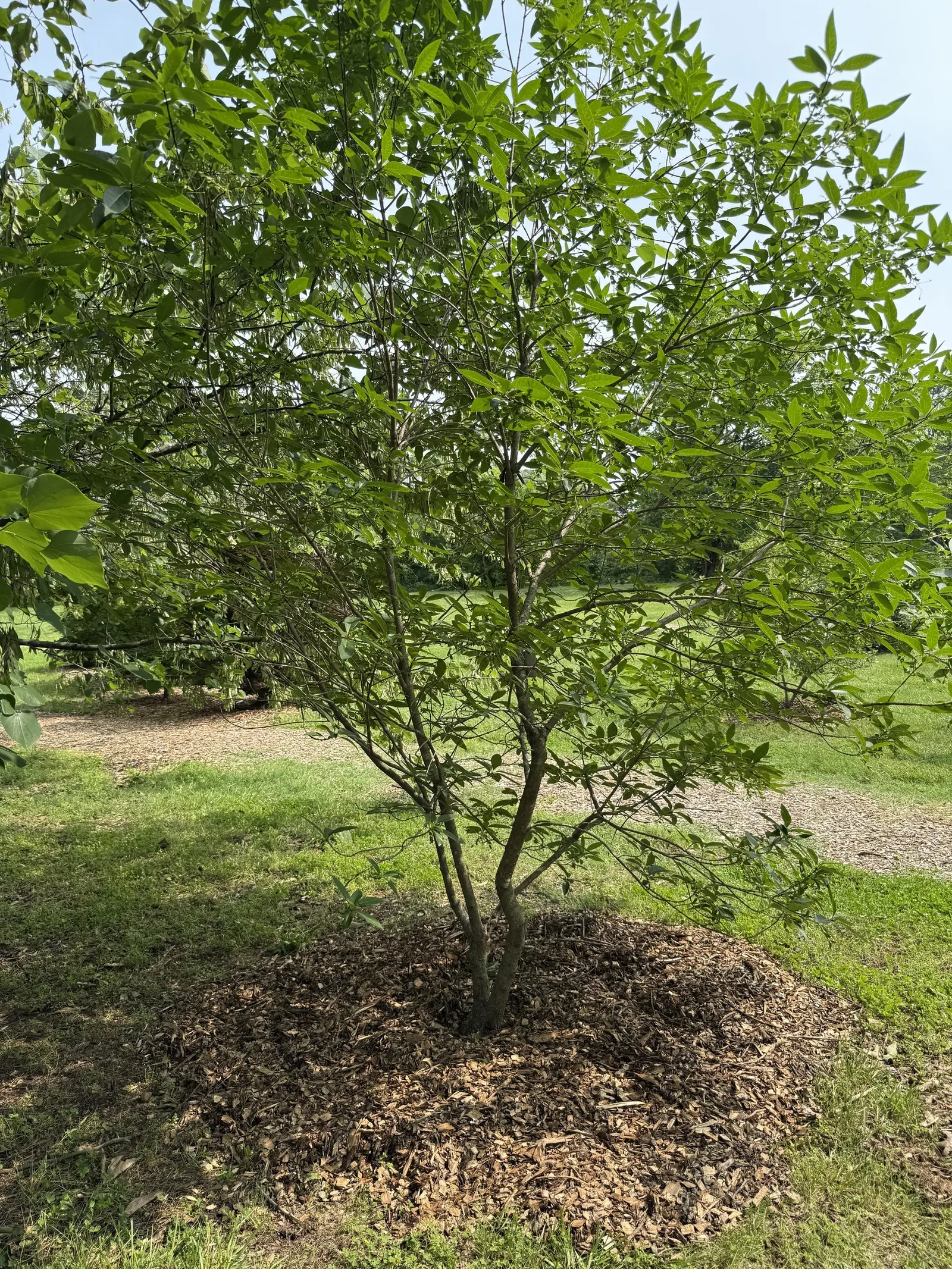 Fringe Tree (Chionanthus Virginicus) — reaching 12-20 feet in height with a similar spread