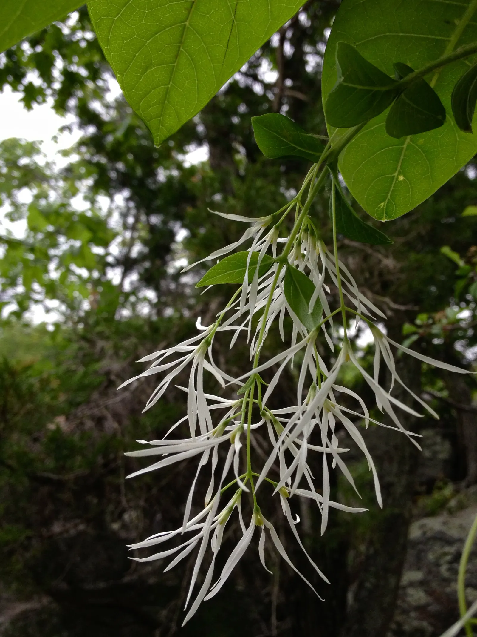 Fringe Tree (Chionanthus Virginicus) — It thrives in full sun to partial shade and is hardy in USDA zones 3-9