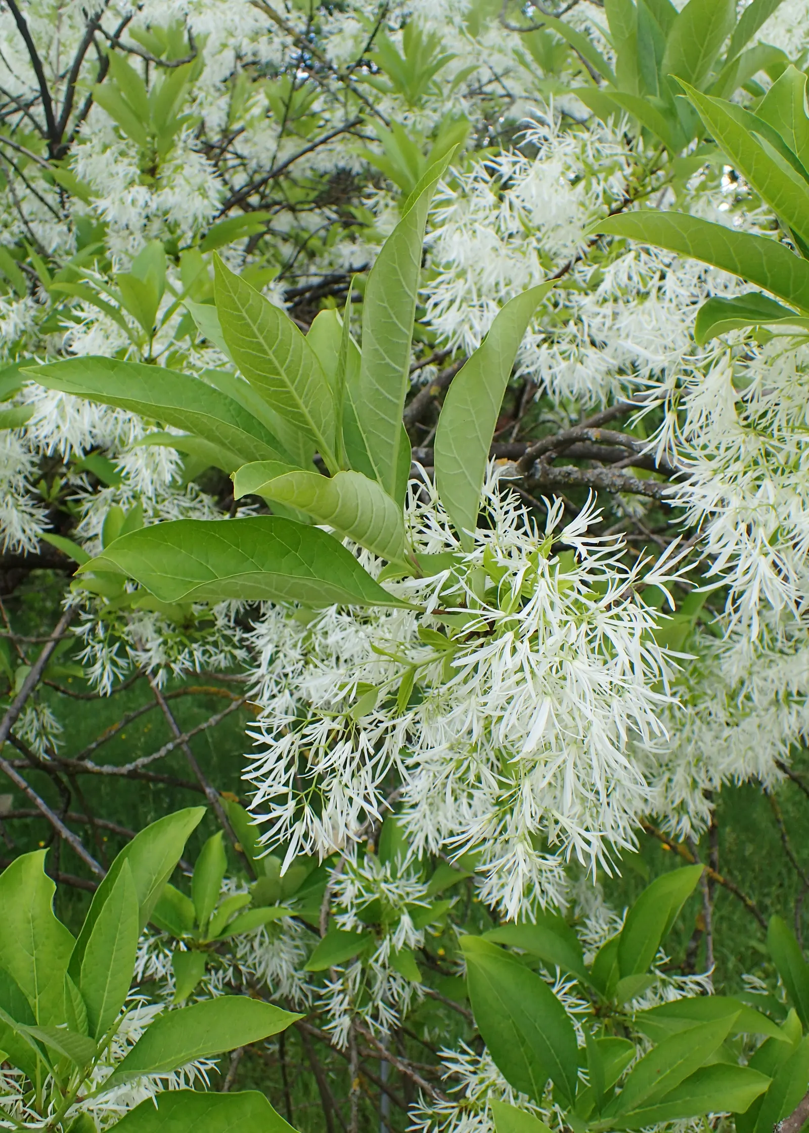 Fringe Tree (Chionanthus Virginicus) — with a similar spread of 12 to 20 feet