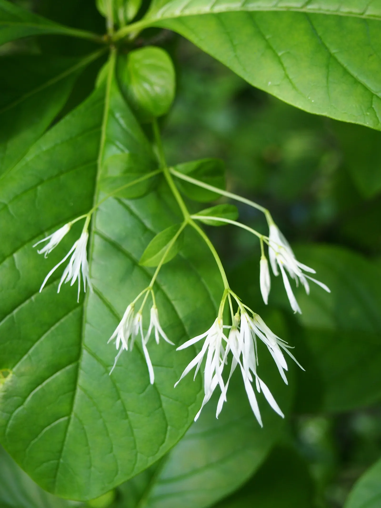 Fringe Tree (Chionanthus Virginicus) — A low-maintenance addition, providing a striking visual and olfactory accent in a landscape design; it, image 94