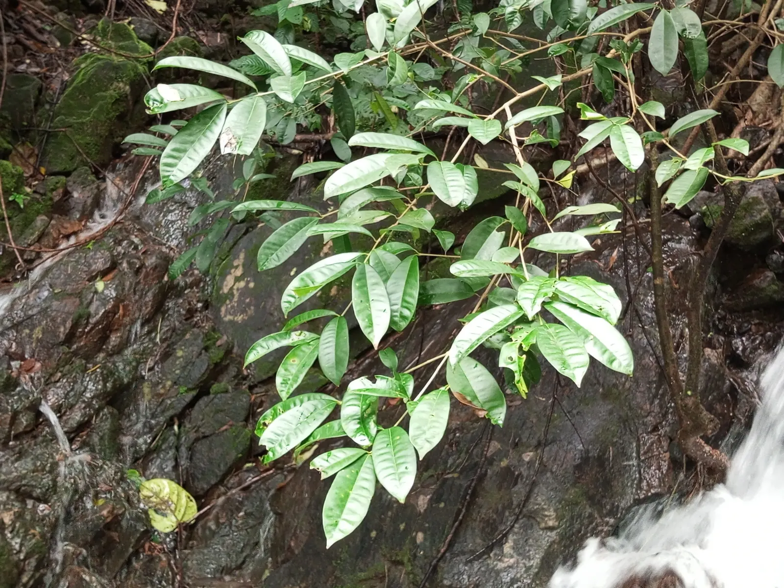 Fringe Tree (Chionanthus Virginicus) — It thrives in full sun to partial shade and is hardy in USDA zones 3-9; tree for full or half