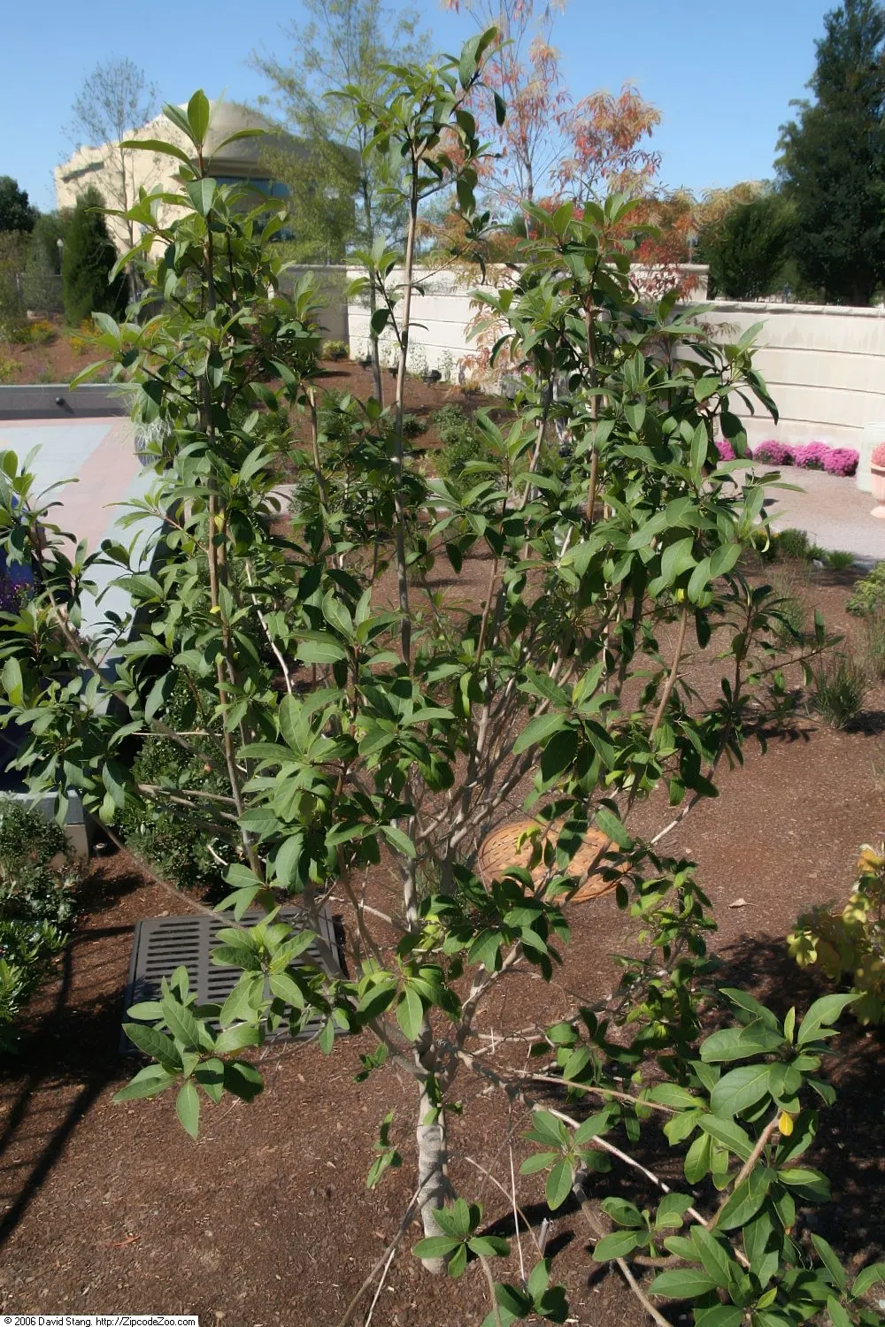 Fringe Tree (Chionanthus Virginicus) — the Fringe Tree is adaptable to various soil types, image 131