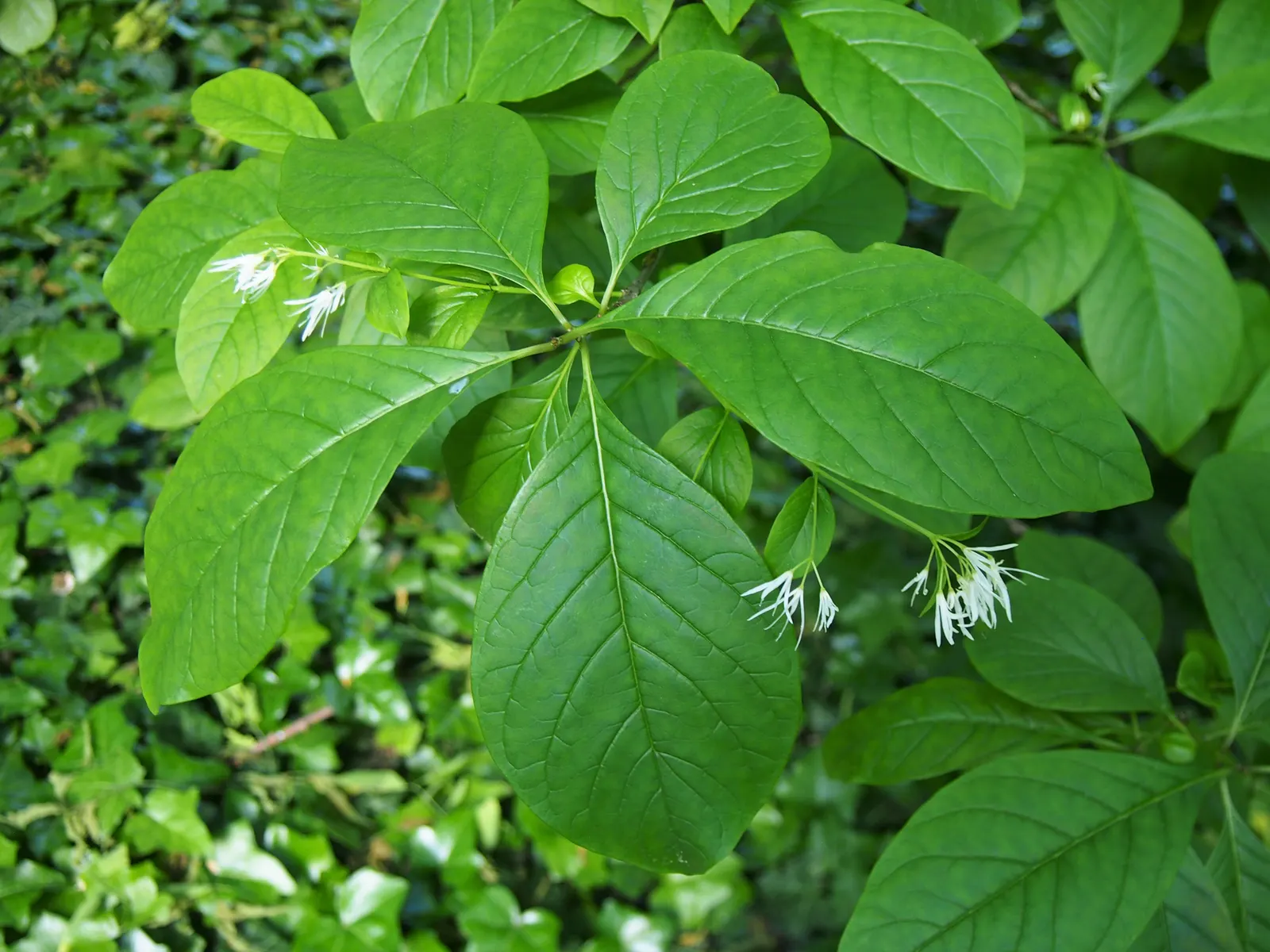 Fringe Tree (Chionanthus Virginicus) — this deciduous ornamental tree reaches a mature height of approximately 12 to 20 feet; the tree produces bluish-black