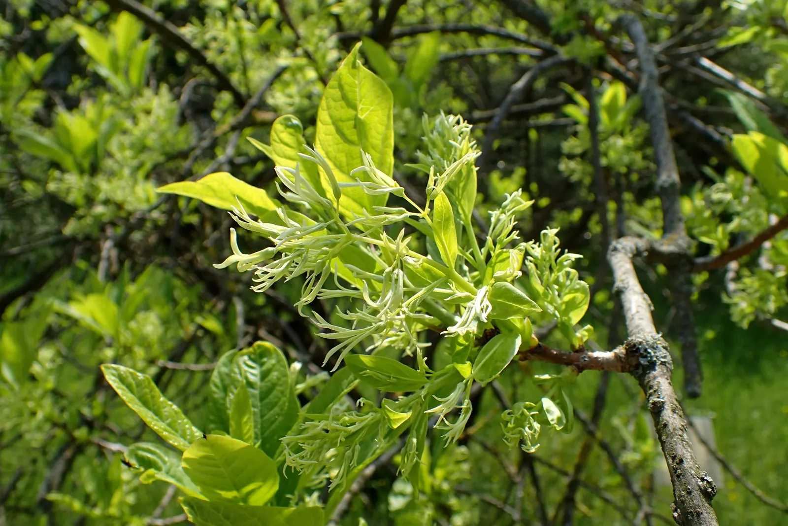 Fringe Tree (Chionanthus Virginicus) — This display is not only visually appealing but also attracts pollinators like bees and butterflies