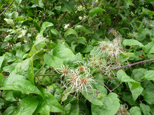 Fringe Tree (Chionanthus Virginicus) — with its easy-going nature and exceptional beauty; it has lance-shaped leaves turning yellow in fall, image 84