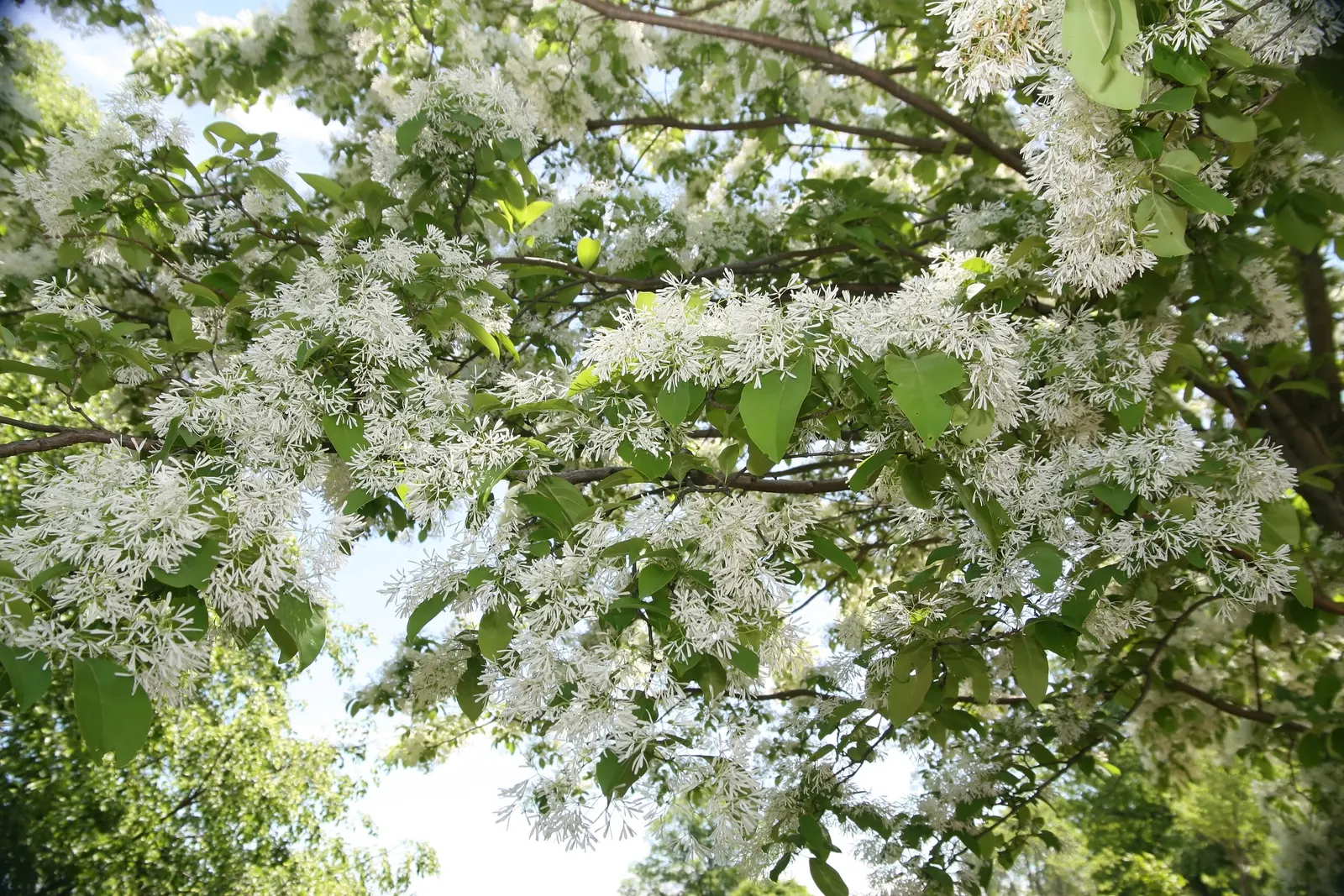 Fringe Tree (Chionanthus Virginicus) — allowing it to fit into diverse landscape settings.<br><br>Featuring a rounded; scientifically known as, image 101