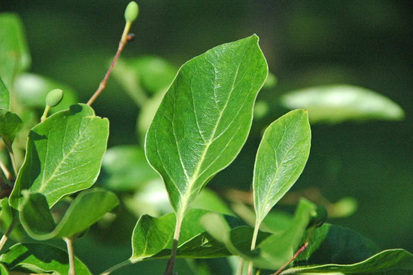Fringe Tree (Chionanthus Virginicus) — allowing it to fit into diverse landscape settings.<br><br>Featuring a rounded; scientifically known as, image 130